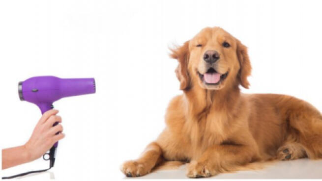 Peluquería Canina Corte De Pelo De Golden Retriever Peluquería